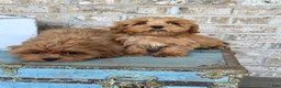 Cavapoo dogs for sale: Apple - Ad 6