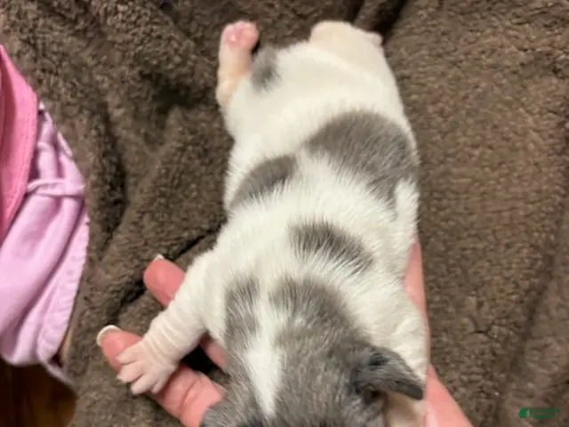 Jack Russell Terrier dogs for sale: Girl 2 - Ad 1