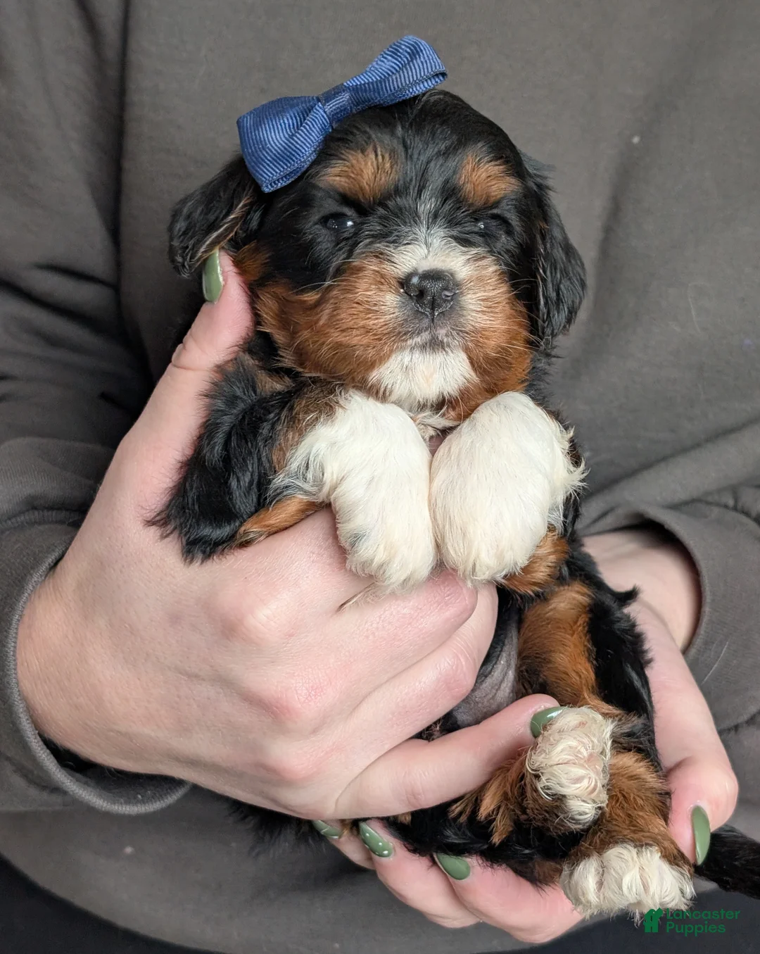 Cavapoo dogs for sale: Louie - Ad 9