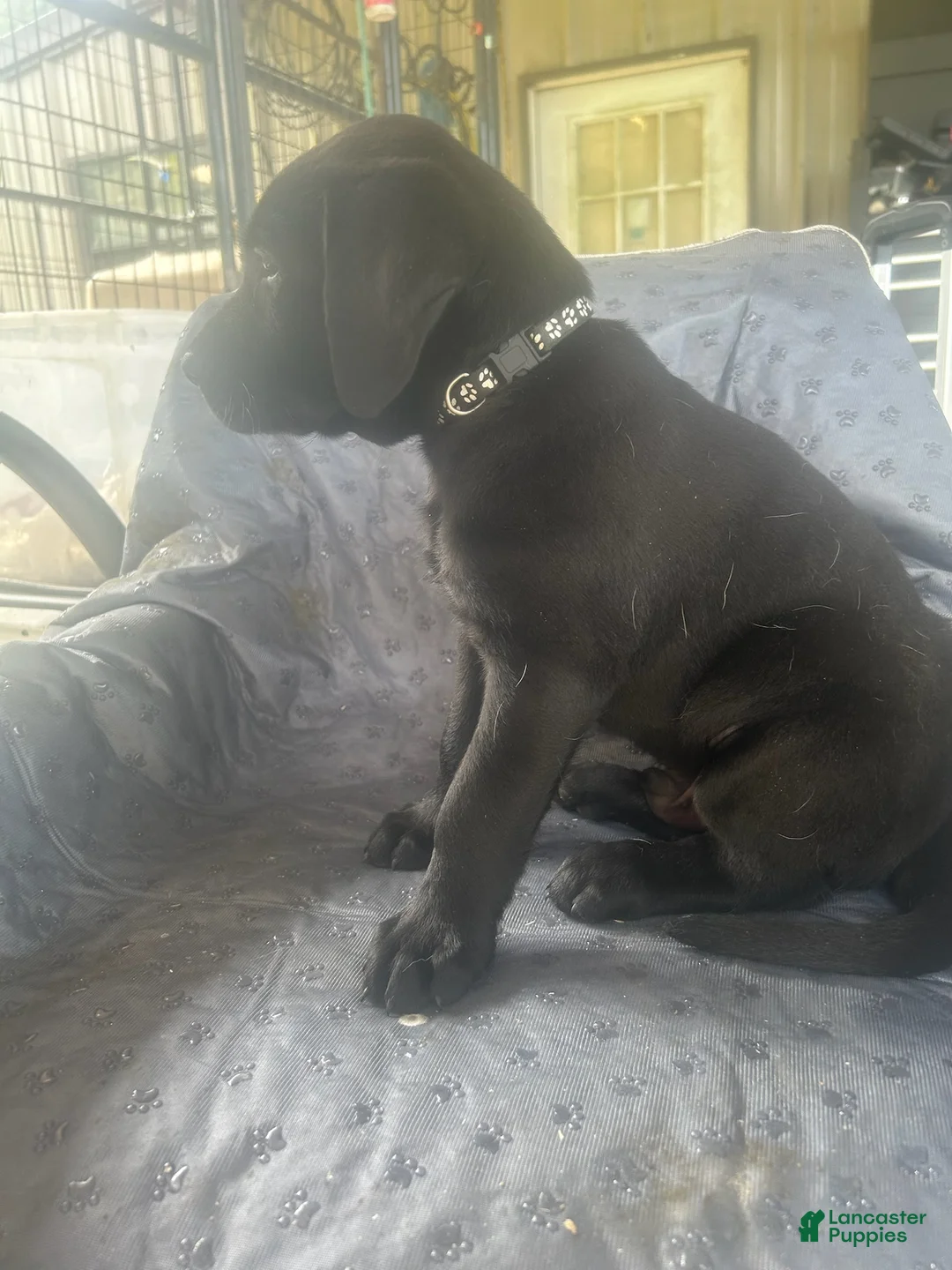 Labrador Retriever dogs for sale: Stack-Male - Ad 1