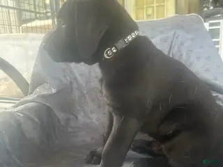 Labrador Retriever dogs Stack-Male - Ad 14