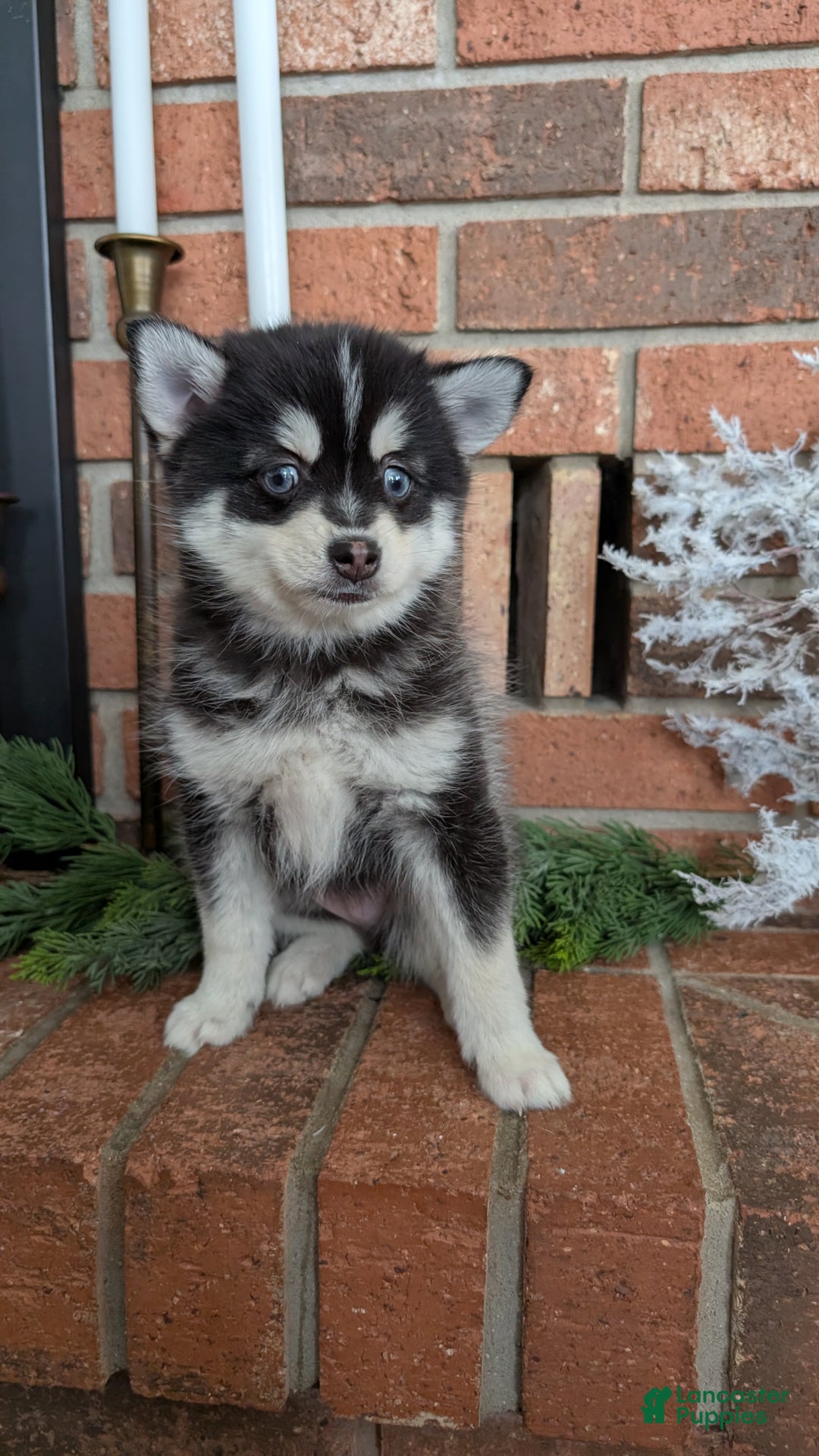 Pomsky dogs for sale: Jack - Ad 9