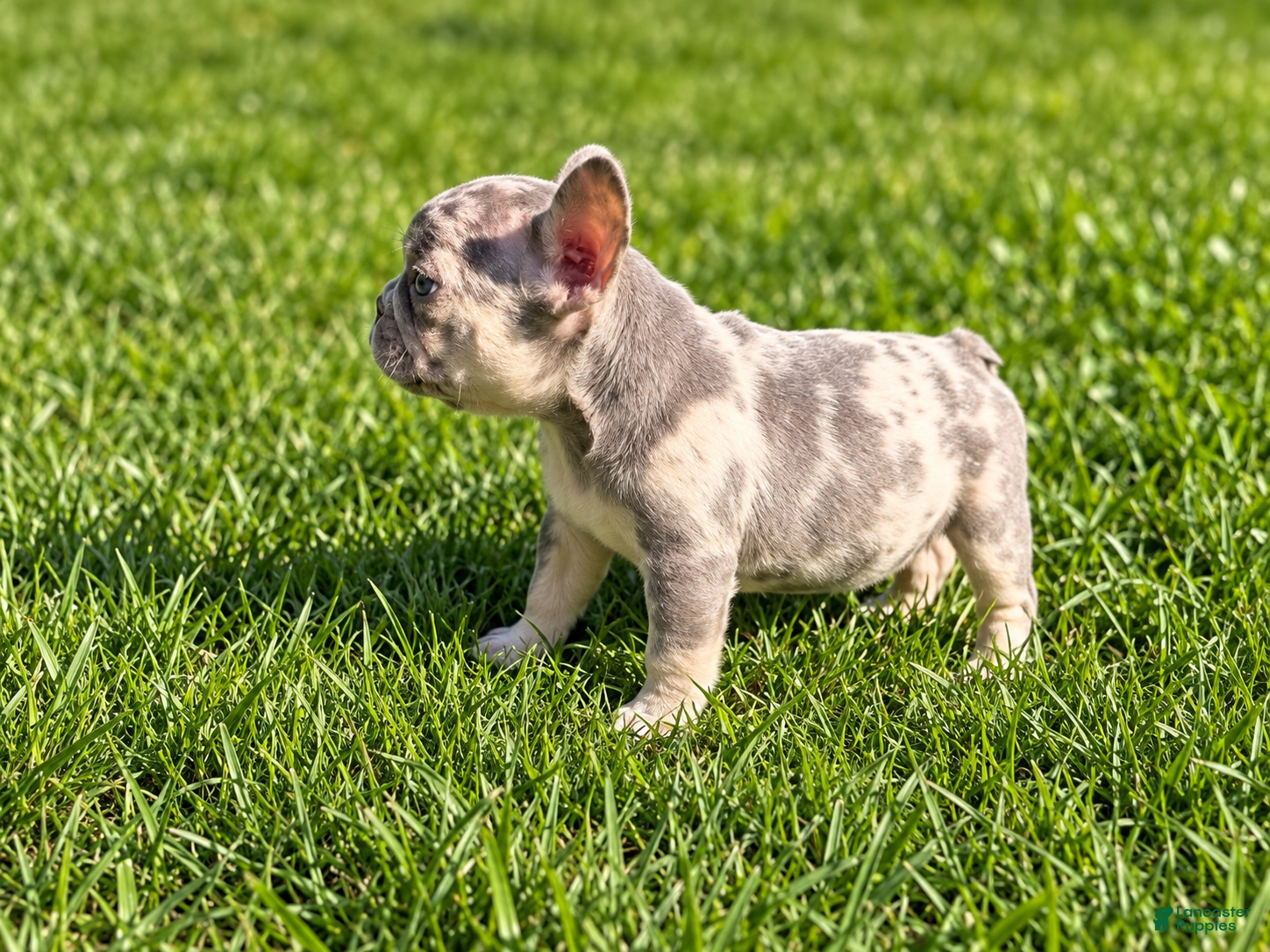French Bulldog dogs Bluey - Ad 8