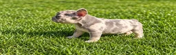 French Bulldog dogs for sale: Bluey - Ad 1