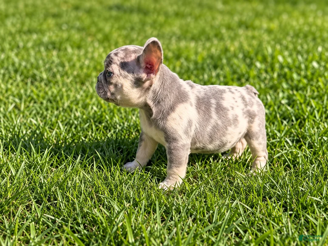 French Bulldog dogs for sale: Bluey - Ad 1