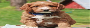 Pierre
