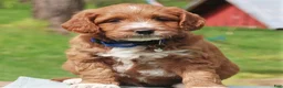 Labradoodle dogs for sale: Pierre - Ad 1