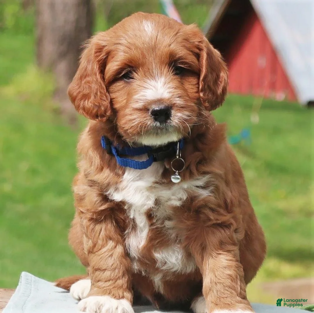 Labradoodle dogs for sale: Pierre - Ad 1