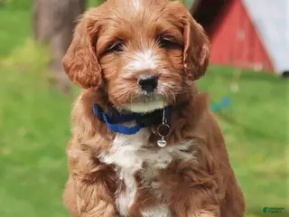 Labradoodle dogs Pierre - Ad 14