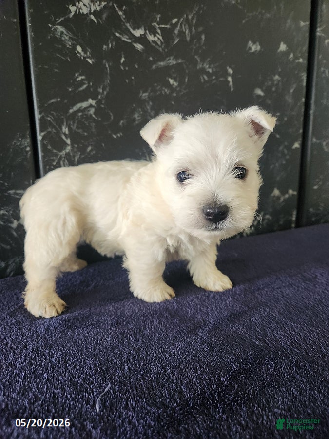 West Highland Terrier dogs Maggie - Ad 1