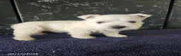 West Highland Terrier dogs for sale: Maggie - Ad 1