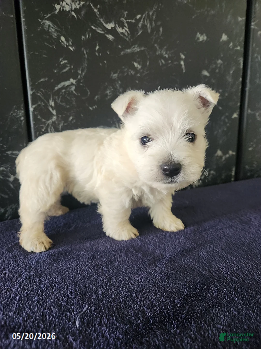 West Highland Terrier dogs for sale: Maggie - Ad 1