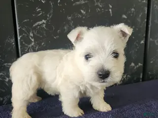 West Highland Terrier dogs for sale: Maggie - Ad 2