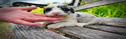 Havapoo dogs for sale: Skye - Ad 7