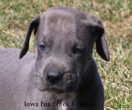 Great Dane dogs Heather - Ad 1