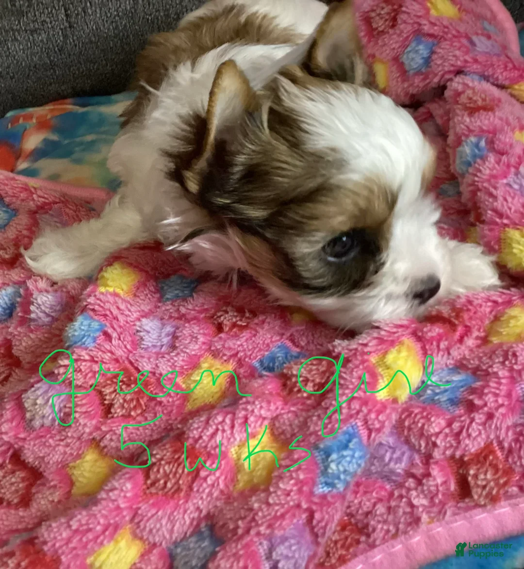 Biewer Terrier dogs for sale: Biewer Terrier Puppy 3 - Ad 6