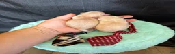 Maltipoo dogs for sale: Cali’s Boy! Red Tie - Ad 6