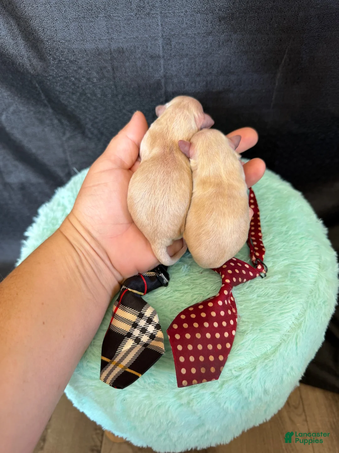 Maltipoo dogs for sale: Cali’s Boy! Red Tie - Ad 6