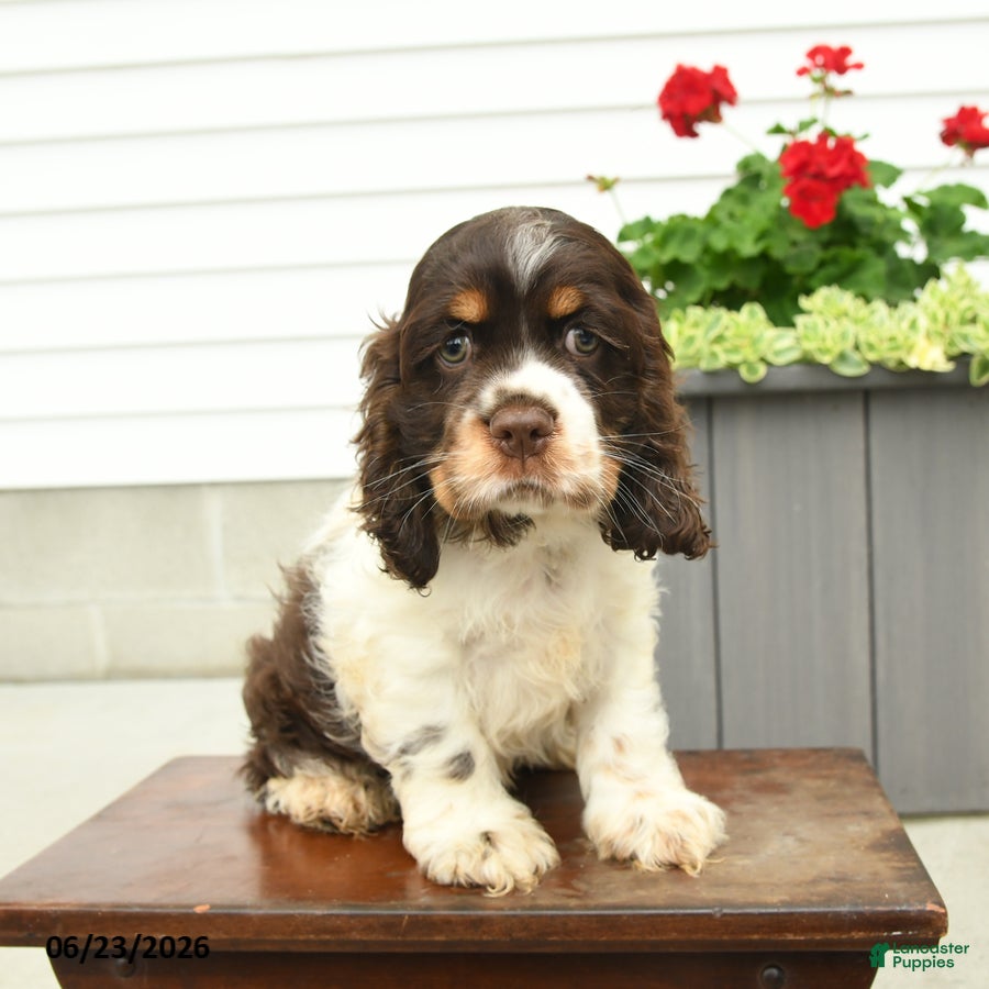 English Cocker Spaniel dogs Jack  - Ad 1