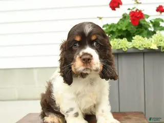 English Cocker Spaniel dogs for sale: Jack - Ad 1