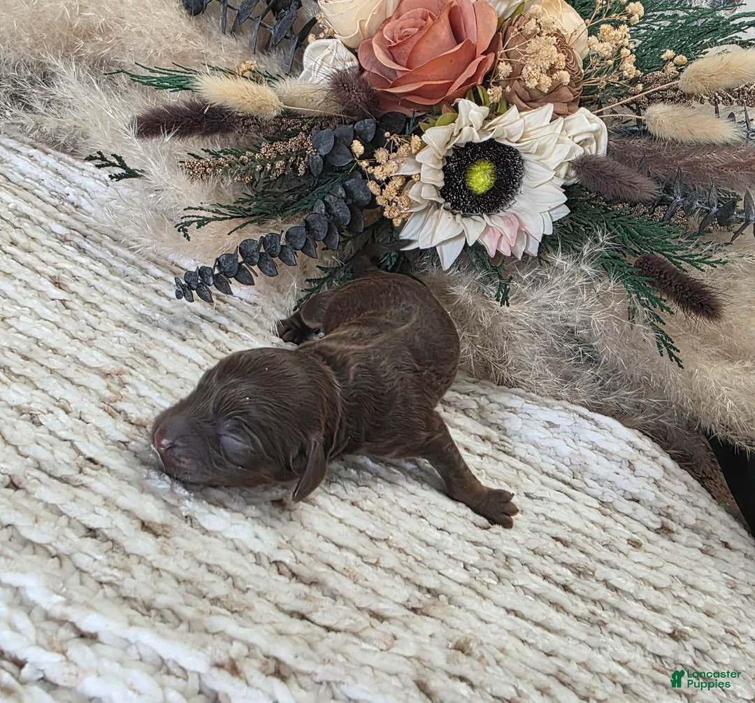 Cockapoo dogs for sale: Cockapoo Puppy 2 - Ad 2