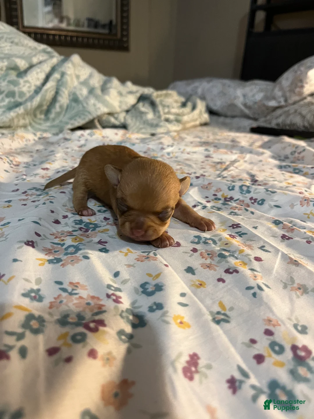 Chihuahua dogs for sale: Chihuahua Puppy 1 - Ad 2