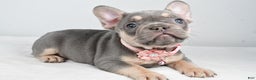 French Bulldog dogs for sale: Kelly - Ad 2