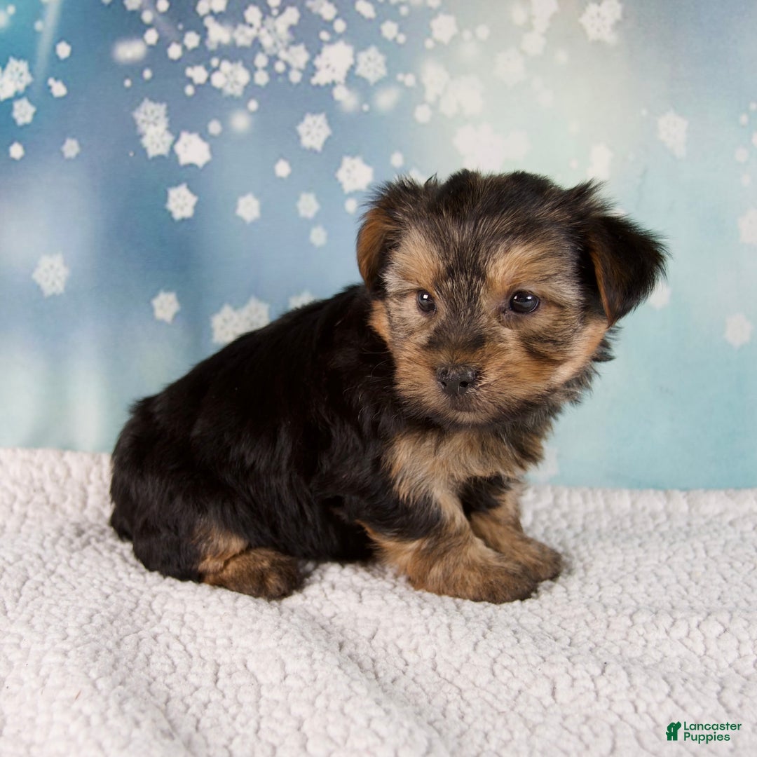 Morkie dogs for sale: Benji  - Ad 3