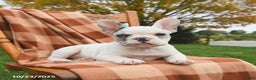 French Bulldog dogs for sale: Smokey - Ad 5