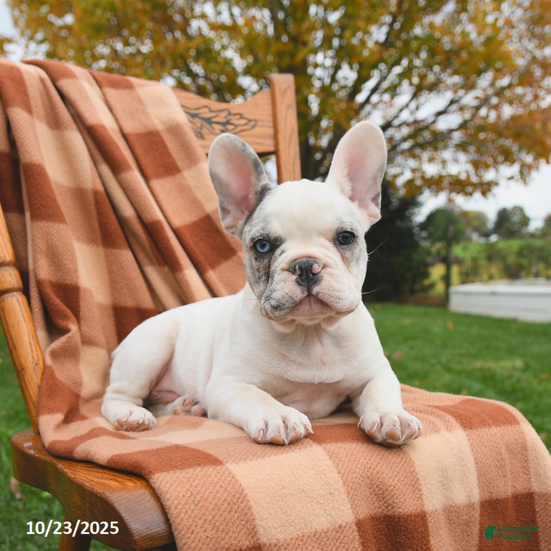 French Bulldog dogs for sale: Smokey - Ad 5