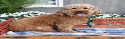Mini Goldendoodle dogs for sale: Starla - Ad 6