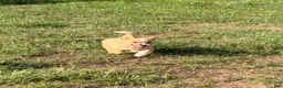 Mixed Breed dogs for sale: Spud - Ad 6