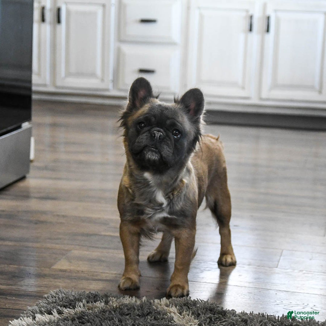 Fluffy Long Haired Pug Puppy Long Haired French Fozzy The Fluffy