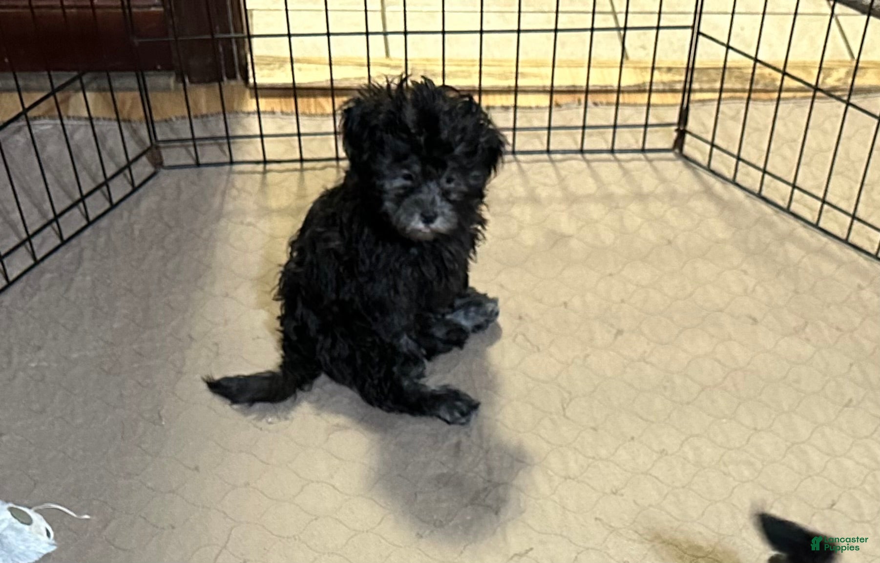Shihpoo dogs Shihpoo 4 - Ad 20