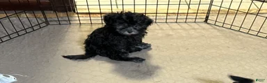 Shihpoo 4