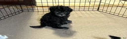 Shihpoo dogs for sale: Shihpoo 4 - Ad 1