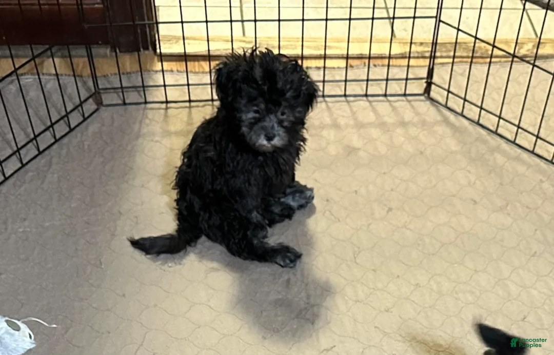 Shihpoo dogs for sale: Shihpoo 4 - Ad 1