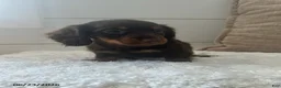 Miniature Dachshund dogs for sale: Peanut - Ad 3