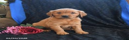 Golden Retriever dogs for sale: Janelle - Ad 3