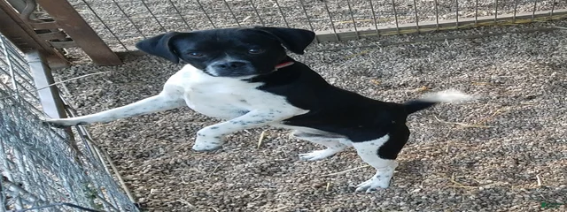 Buster