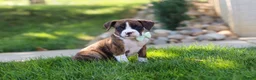 Boxer dogs for sale: Leo - Ad 4