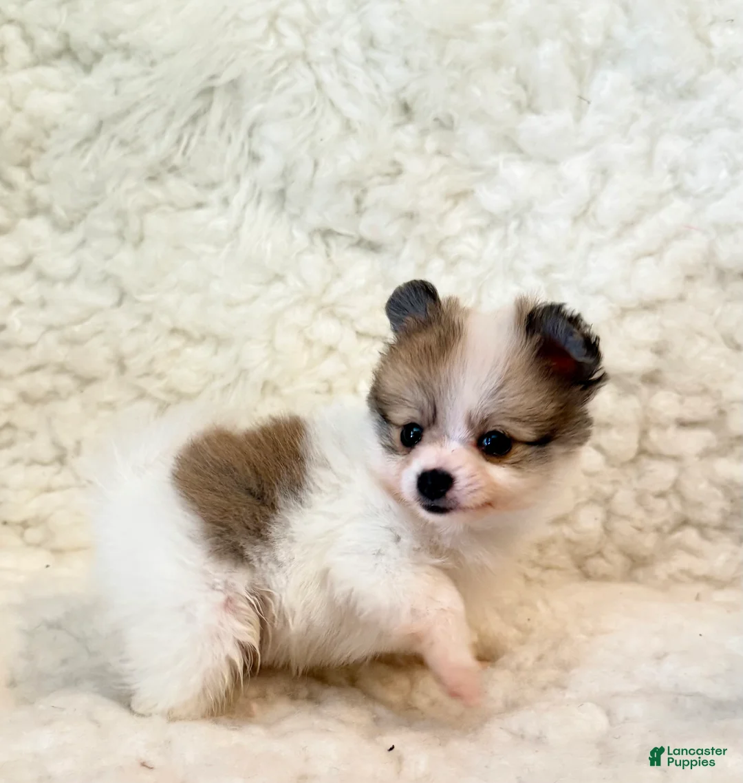 Pomapoo dogs for sale: Tucker Pompoo teacup - Ad 2