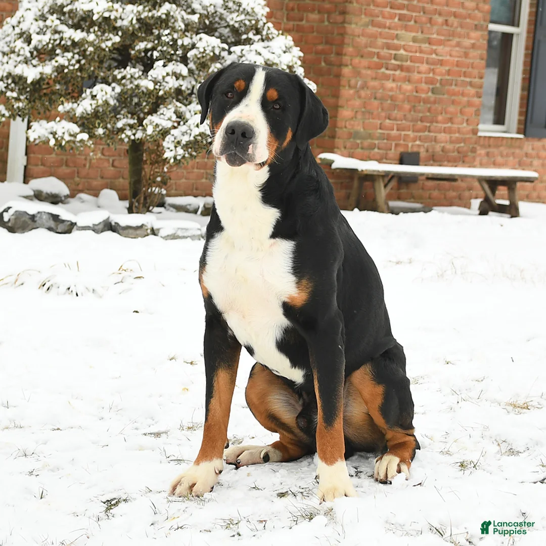 Greater Swiss Mountain Dog dogs for sale: Elisha - Ad 5