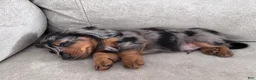 Miniature Dachshund dogs for sale: Rex - Ad 2