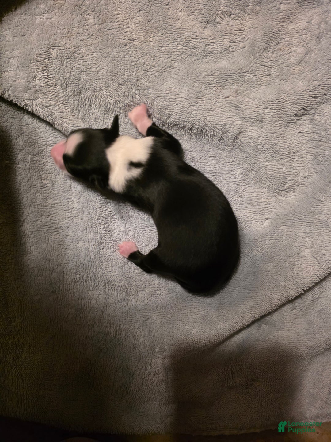 Miniature Australian Shepherd dogs for sale: Miniature Australian Shepherd Puppy 2 - Ad 4