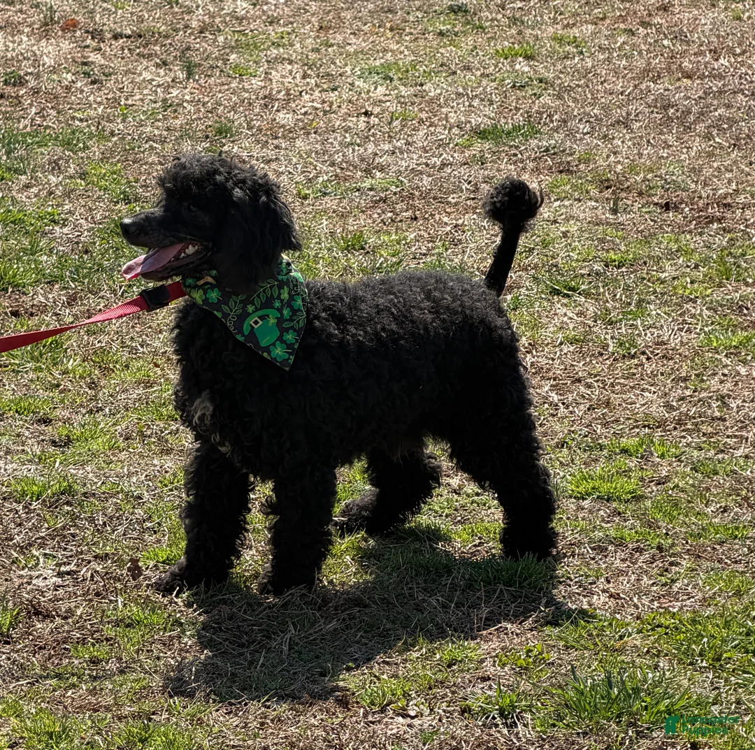 Miniature Poodle dogs for sale: Buddy - Ad 2