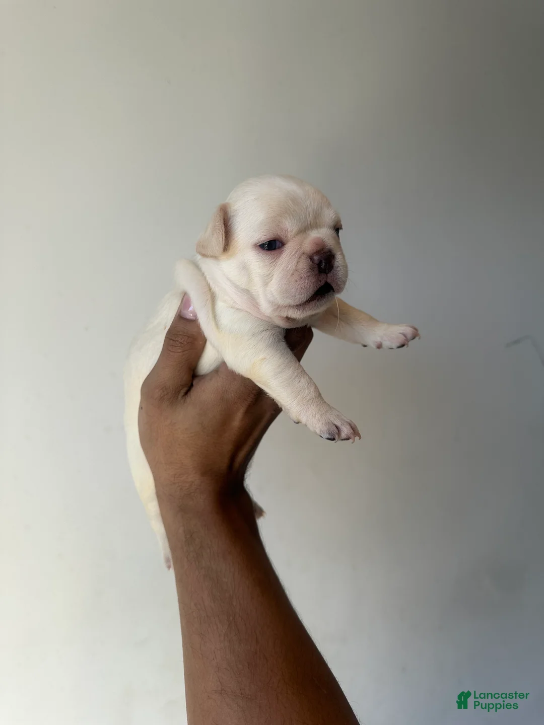 French Bulldog dogs for sale: French Bulldog Puppy 1 - Ad 2
