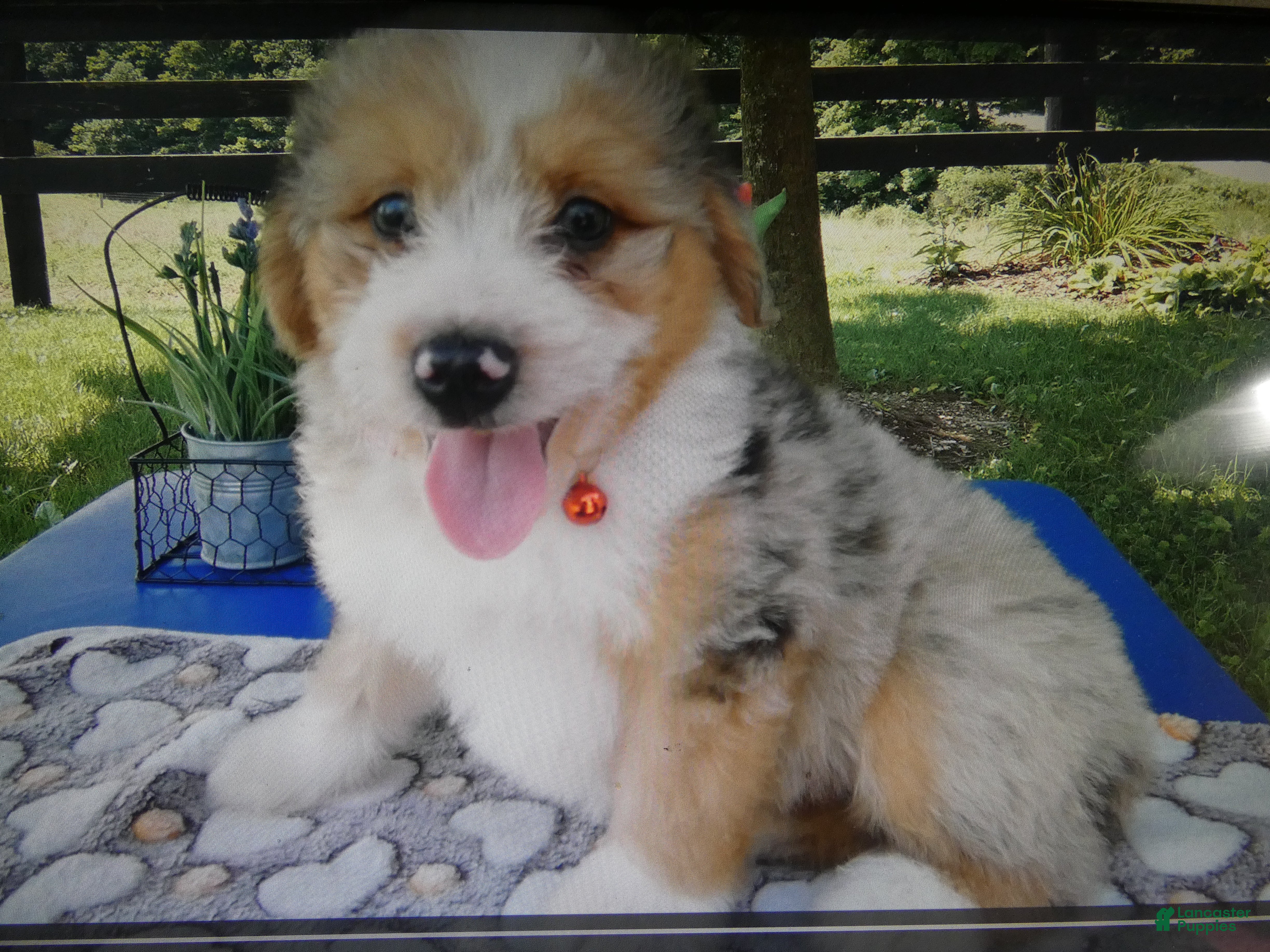 Mini Aussiedoodle dogs Mini Aussiedoodle 7 Marble - Ad 36