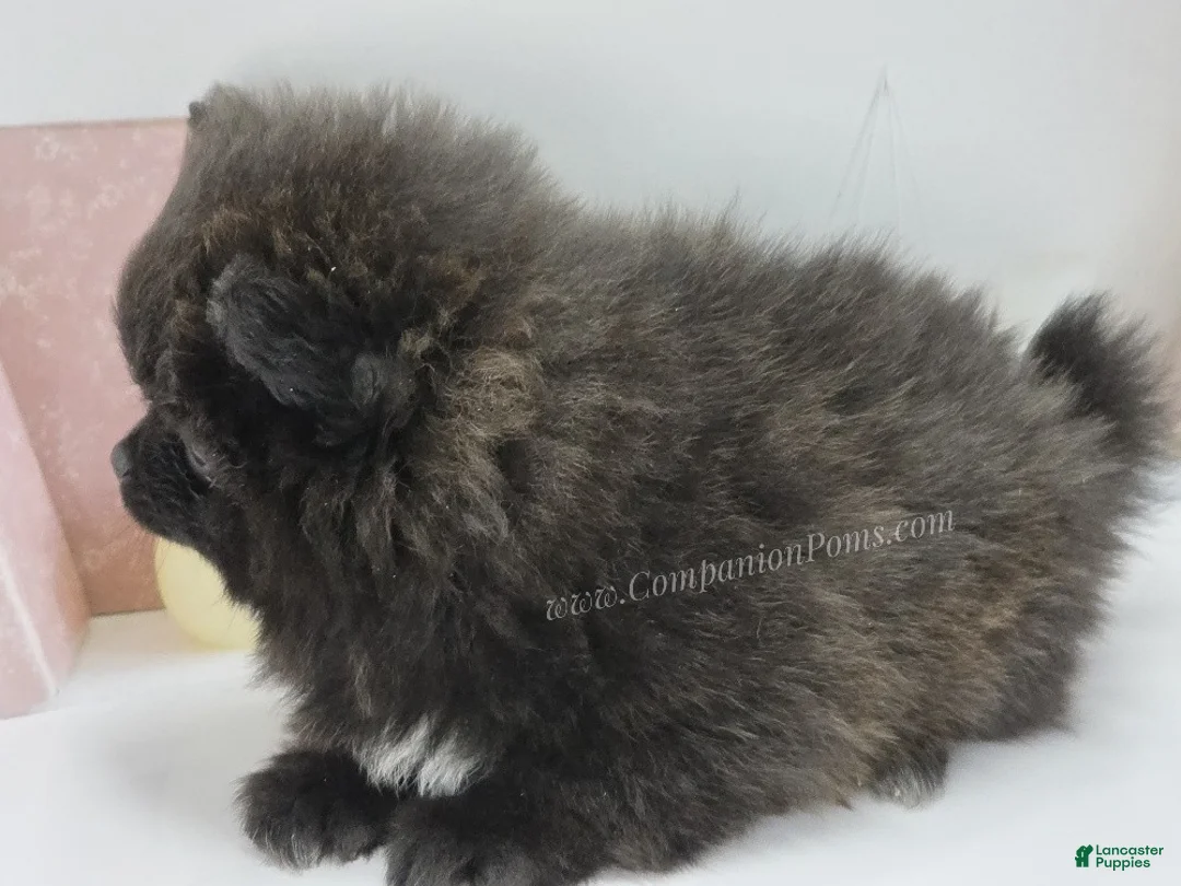 Pomeranian dogs for sale: Starlight - Black Female Pomeranian - Ad 2