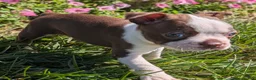 Boston Terrier dogs for sale: Apple - Ad 9